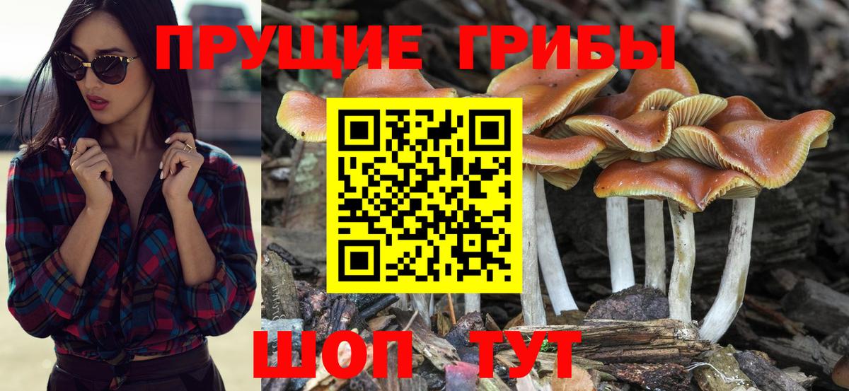 Галлюциногенные грибы Psilocybine cubensis  Верхняя Пышма 